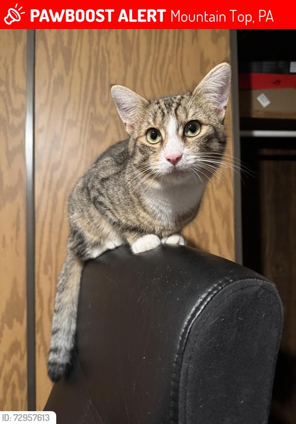 Lost Male Cat last seen Park Dr and Blytheburn Rd, Mountain Top, PA 18707