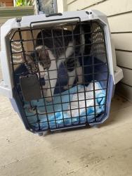 Found/Stray Unknown Cat last seen Big 4 street and E 12th Ave, Columbus Ohio 43201, Columbus, OH 43201
