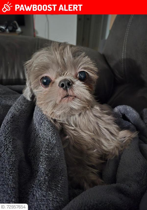 Lost Female Dog last seen Martin Luther King Jr. Blvd, Green Cove Springs, FL 32043