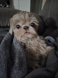 Lost Female Dog last seen Martin Luther King Jr. Blvd, Green Cove Springs, FL 32043