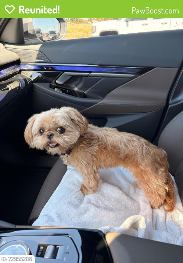 Reunited Female Dog last seen Grantland and Bullard , Fresno, CA 93723