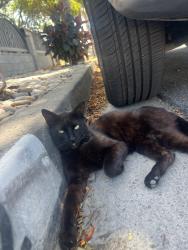 Found/Stray Male Cat last seen Beach Blv and Orangewood, Stanton, CA 90680