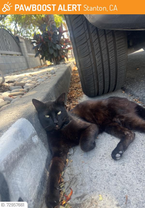 Found/Stray Male Cat last seen Beach Blv and Orangewood, Stanton, CA 90680