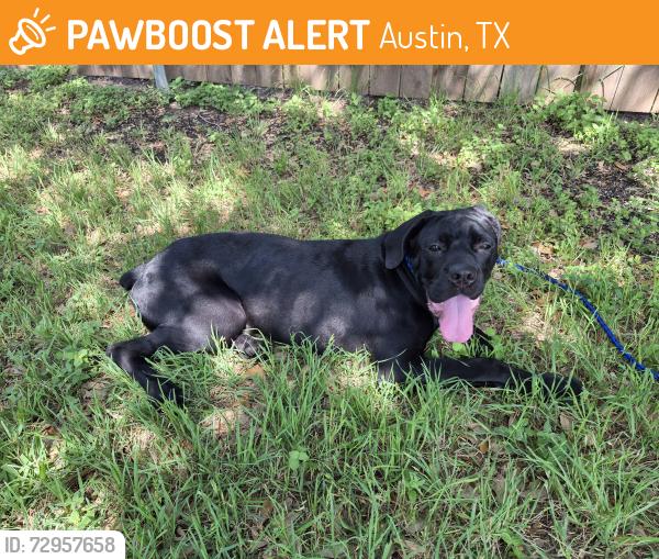 Found/Stray Unknown Dog last seen Springdale Rd and Rogge Lane, Austin, TX 78723