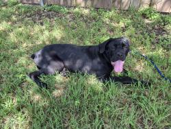 Found/Stray Unknown Dog last seen Springdale Rd and Rogge Lane, Austin, TX 78723