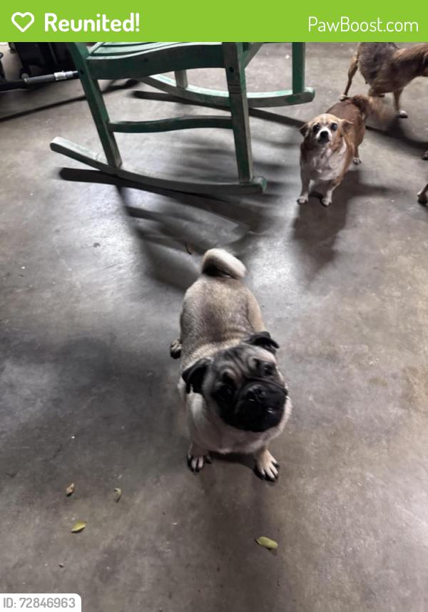 Reunited Male Dog last seen Near and Babcock , San Antonio, TX 78201