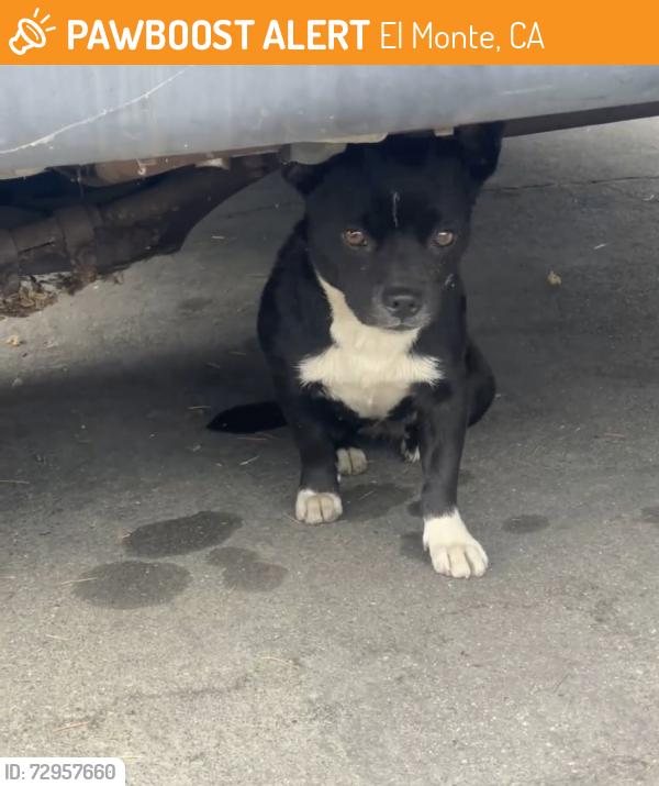 Found/Stray Female Dog last seen Our lady of Guadalupe Catholic Church , El Monte, CA 91731