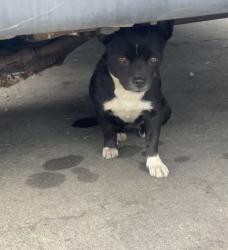 Found/Stray Female Dog last seen Our lady of Guadalupe Catholic Church , El Monte, CA 91731