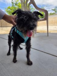Reunited Male Dog last seen W Ave J8 & 45th St W, Lancaster, CA 93536, USA, Lancaster, CA 93536