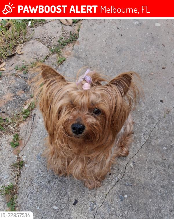 Lost Female Dog last seen Near Sam's and Boniface , Melbourne, FL 32904