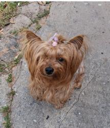 Lost Female Dog last seen Near Sam's and Boniface , Melbourne, FL 32904