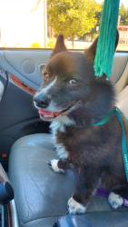 Reunited Female Dog last seen 21st Ave SW & Dawson St, Seattle, WA 98106