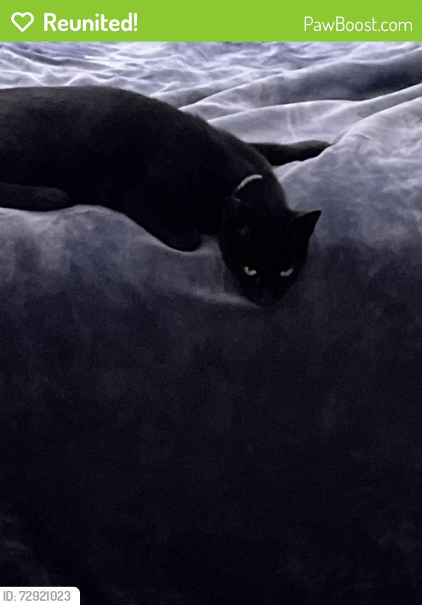 Reunited Male Cat last seen Near La Veranda & Milano Way, Martinez, Martinez, CA 94553