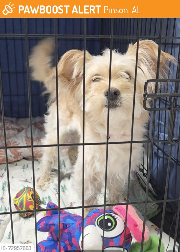 Found/Stray Female Dog last seen Willow Ridge, Pinson, AL 35126