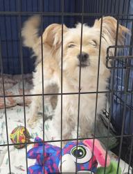 Found/Stray Female Dog last seen Willow Ridge, Pinson, AL 35126