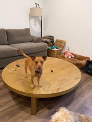 Found/Stray Female Dog last seen Pico and San Vicente LOS ANGELES CA, Los Angeles, CA 90019