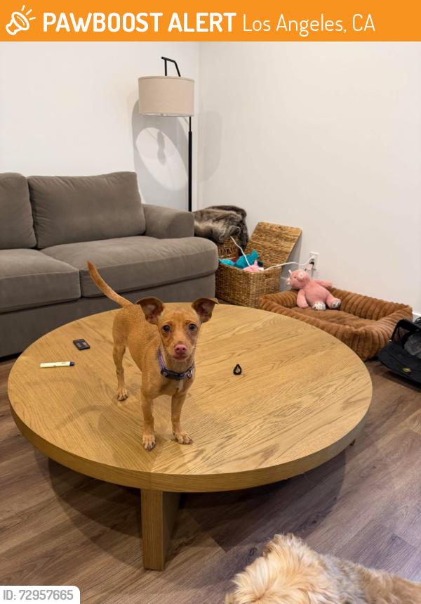 Found/Stray Female Dog last seen Pico and San Vicente LOS ANGELES CA, Los Angeles, CA 90019