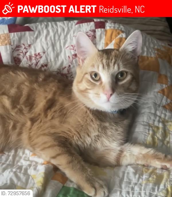 Lost Male Cat last seen Mizpha Church Road Jones Lake Mobile Home Park, Reidsville, NC 27320