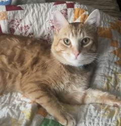 Lost Male Cat last seen Mizpha Church Road Jones Lake Mobile Home Park, Reidsville, NC 27320