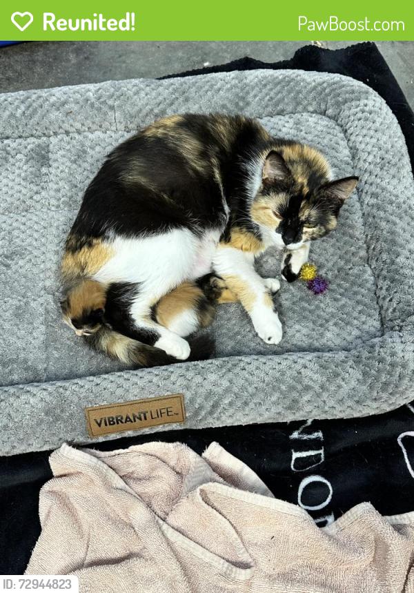 Reunited Female Cat last seen Billtown Rd and Shallow Rock Dr, Louisville, KY 40299