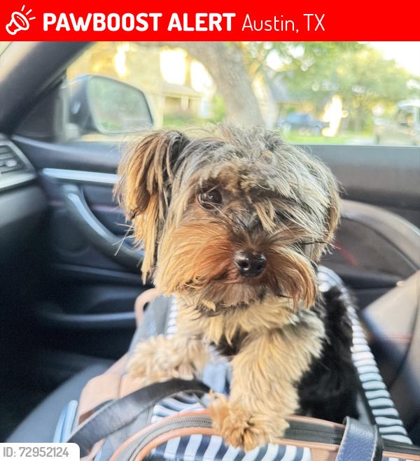Lost Male Dog last seen Shadowridge Run, Austin, TX 78749