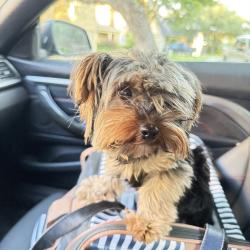 Lost Male Dog last seen Shadowridge Run, Austin, TX 78749