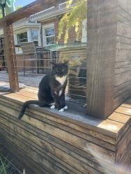 Lost Male Cat last seen Stillman and Connor St., Salt Lake City, UT 84109