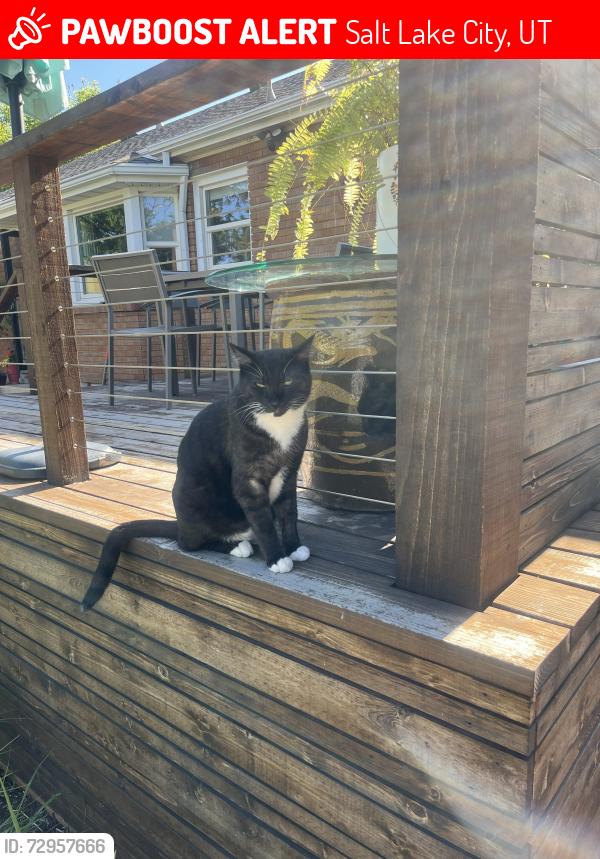 Lost Male Cat last seen Stillman and Connor St., Salt Lake City, UT 84109