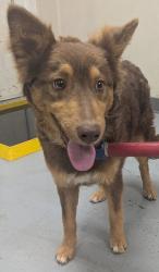 Shelter Stray Female Dog last seen Los Lunas, NM 87031, Los Lunas, NM 87031