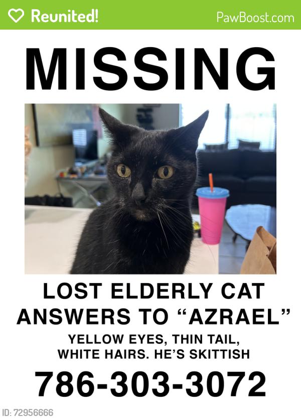 Reunited Male Cat last seen Near 137th ave in Kendall, Miami, FL 33186