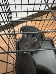 Shelter Stray Male Dog last seen Near N 16th st, 70802, LA, Baton Rouge, LA 70820