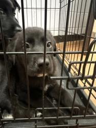 Shelter Stray Male Dog last seen Near N 16th st, 70802, LA, Baton Rouge, LA 70820