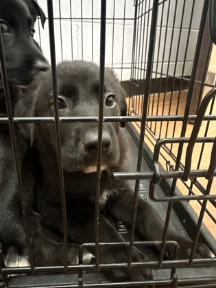 Shelter Stray Male Dog last seen Near N 16th st, 70802, LA, Baton Rouge, LA 70820