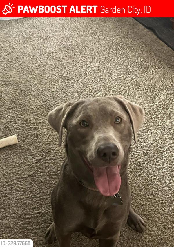 Lost Female Dog last seen Foothills Christian Church, Garden City, ID 83714