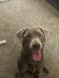 Lost Female Dog last seen Foothills Christian Church, Garden City, ID 83714