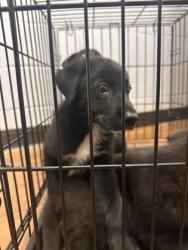 Shelter Stray Female Dog last seen Near N 16th st, 70802, LA, Baton Rouge, LA 70820