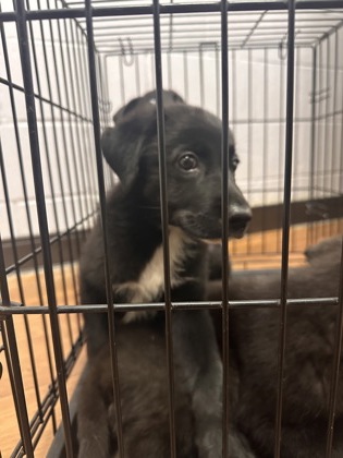 Shelter Stray Female Dog last seen Near N 16th st, 70802, LA, Baton Rouge, LA 70820