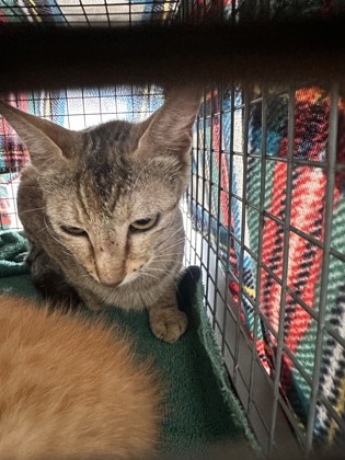 Shelter Stray Female Cat last seen Florida blvd, Ponderosa and old hammond, 70819, LA, Baton Rouge, LA 70820