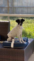 Lost Male Dog last seen Fort myers, Cape Coral, FL 33909