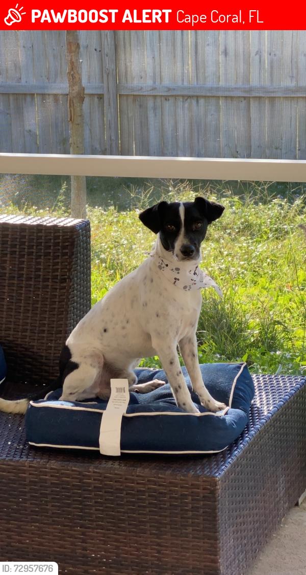 Lost Male Dog last seen Fort myers, Cape Coral, FL 33909