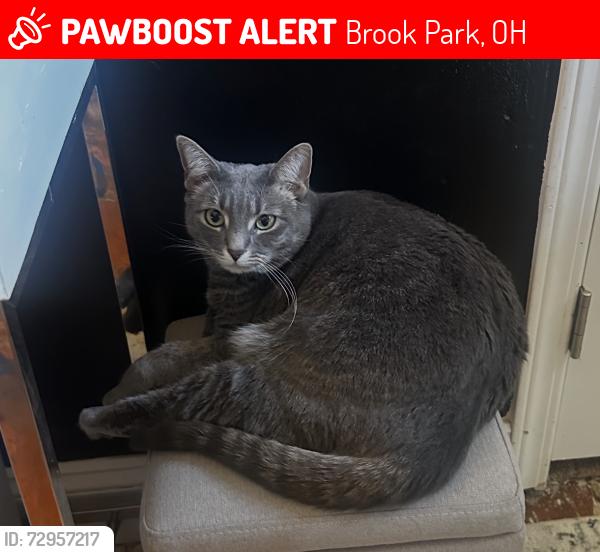 Lost Female Cat last seen Pike and delores, Brook Park, OH 44142