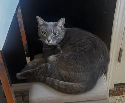 Lost Female Cat last seen Pike and delores, Brook Park, OH 44142