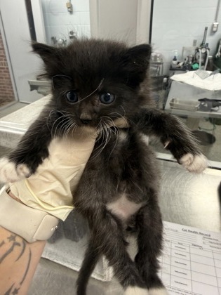 Shelter Stray Male Cat last seen New Bern, NC 28560, New Bern, NC 28562