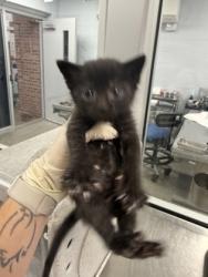 Shelter Stray Female Cat last seen New Bern, NC 28560, New Bern, NC 28562