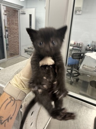 Shelter Stray Female Cat last seen New Bern, NC 28560, New Bern, NC 28562
