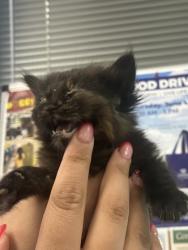 Shelter Stray Female Cat last seen Converse, TX 78109, Converse, TX 78109