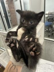 Shelter Stray Male Cat last seen New Bern, NC 28560, New Bern, NC 28562