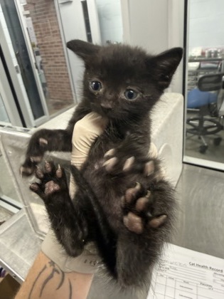 Shelter Stray Male Cat last seen New Bern, NC 28560, New Bern, NC 28562