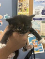 Shelter Stray Female Cat last seen Converse, TX 78109, Converse, TX 78109