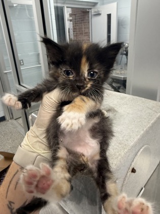 Shelter Stray Female Cat last seen New Bern, NC 28560, New Bern, NC 28562